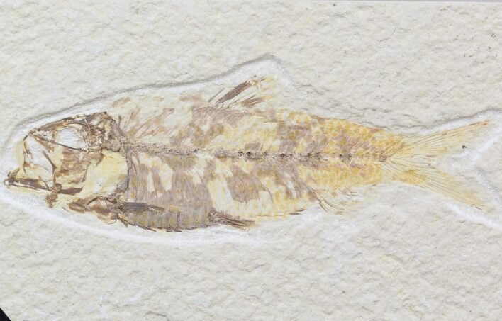 Bargain Knightia Fossil Fish - Wyoming #42389